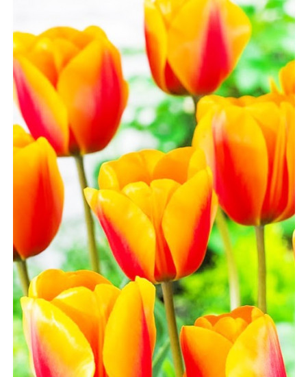 Тюльпан дарвинов гибрид "Кэш" (Cash) 3шт в упаковке (размер 12\+) Тюльпан дарвинов гибрид "Кэш" (Cash) 3шт в упаковке (размер 12\+)