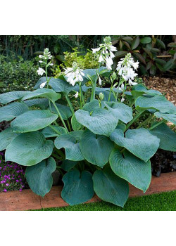 Хоста Биг Дедди