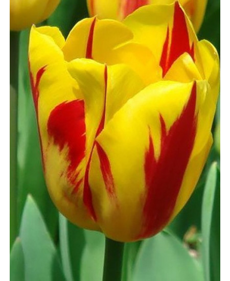 Тюльпан триумф "Вашингтон" (Washington) 3шт в упаковке (размер 11/12) Тюльпан триумф "Вашингтон" (Washington) 3шт в упаковке (размер 11/12)