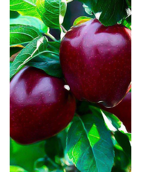 Яблоня Ред Чиф Яблоня Ред Чиф