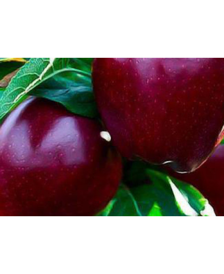 Яблоня Ред Чиф Яблоня Ред Чиф