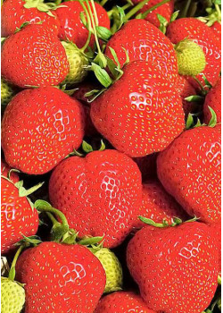 Клубника Эльсанта (Упаковка 5шт)