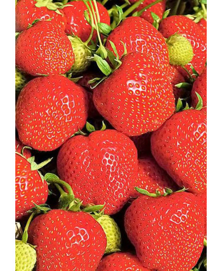 Клубника Эльсанта (Упаковка 5шт) Клубника Эльсанта (Упаковка 5шт)