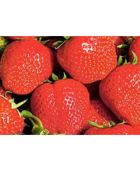 Клубника Эльсанта (Упаковка 5шт) Клубника Эльсанта (Упаковка 5шт)