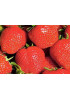 Клубника Эльсанта (Упаковка 5шт) Клубника Эльсанта (Упаковка 5шт)
