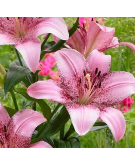 Лилия ла-гибрид "Коголето" (Cogoleto) 3шт в упаковке (размер 12\14) Лилия ла-гибрид "Коголето" (Cogoleto) 3шт в упаковке (размер 12\14)