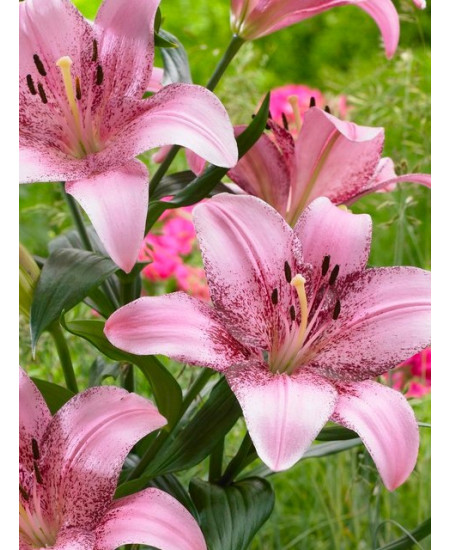 Лилия ла-гибрид "Коголето" (Cogoleto) 3шт в упаковке (размер 12\14) Лилия ла-гибрид "Коголето" (Cogoleto) 3шт в упаковке (размер 12\14)