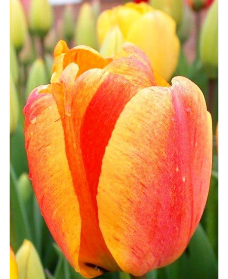 Тюльпан дарвинов гибрид "Бьюти Оф Апельдорн" (Beauty of Apeldoorn) 3шт в упаковке (размер 10\11) Тюльпан дарвинов гибрид "Бьюти Оф Апельдорн" (Beauty of Apeldoorn) 3шт в упаковке (размер 10\11)