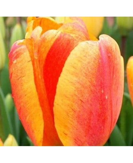 Тюльпан дарвинов гибрид "Бьюти Оф Апельдорн" (Beauty of Apeldoorn) 3шт в упаковке (размер 10\11) Тюльпан дарвинов гибрид "Бьюти Оф Апельдорн" (Beauty of Apeldoorn) 3шт в упаковке (размер 10\11)