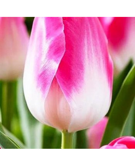 Тюльпан триумф "Династи" (Dynasty) 3шт в упаковке (размер 11\12) Тюльпан триумф "Династи" (Dynasty) 3шт в упаковке (размер 11\12)