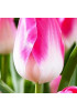 Тюльпан триумф "Династи" (Dynasty) 3шт в упаковке (размер 11\12) Тюльпан триумф "Династи" (Dynasty) 3шт в упаковке (размер 11\12)