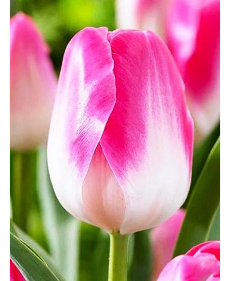 Тюльпан триумф "Династи" (Dynasty) 3шт в упаковке (размер 11\12) Тюльпан триумф "Династи" (Dynasty) 3шт в упаковке (размер 11\12)