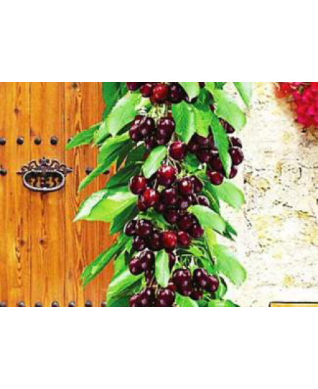 Черешня колоновидная Сильвия Черешня колоновидная Сильвия