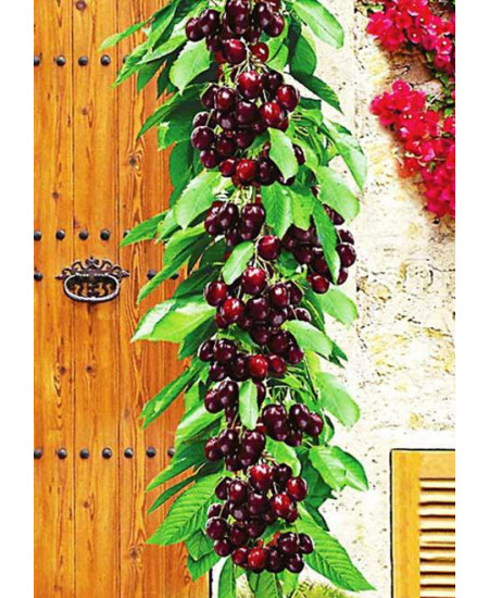 Черешня колоновидная Сильвия Черешня колоновидная Сильвия