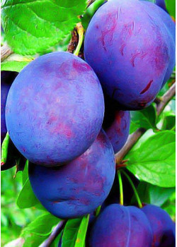 Слива Анна Шпет