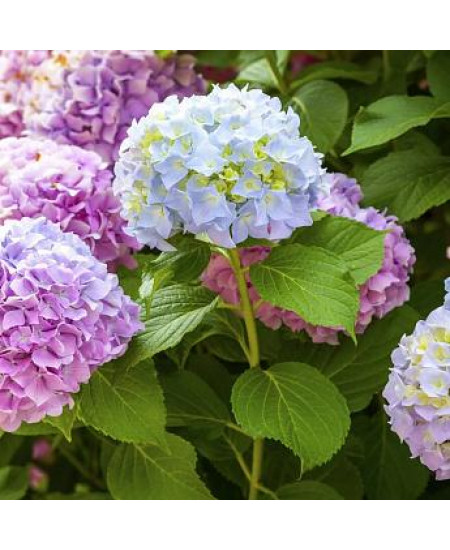 ГОРТЕНЗИЯ КРУПНОЛИСТНАЯ РАДОСТЬ ГОРТЕНЗИЯ КРУПНОЛИСТНАЯ РАДОСТЬ