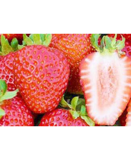 Клубника Сан андреас (Упаковка 5шт) Клубника Сан андреас (Упаковка 5шт)