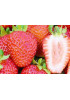 Клубника Сан андреас (Упаковка 5шт) Клубника Сан андреас (Упаковка 5шт)