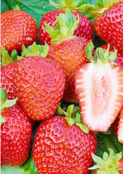 Клубника Сан андреас (Упаковка 5шт)