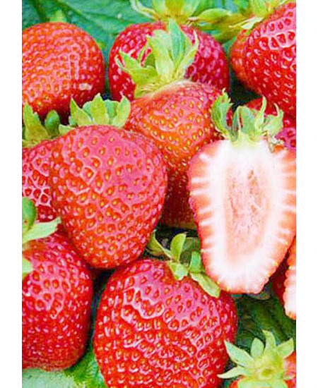 Клубника Сан андреас (Упаковка 5шт) Клубника Сан андреас (Упаковка 5шт)