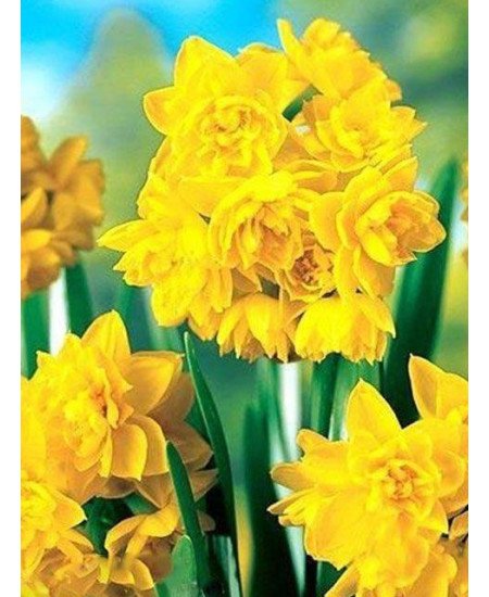 Нарцисс махровый "Голден Рейн" (Golden Rain) 3шт в упаковке (размер 12\14) Нарцисс махровый "Голден Рейн" (Golden Rain) 3шт в упаковке (размер 12\14)