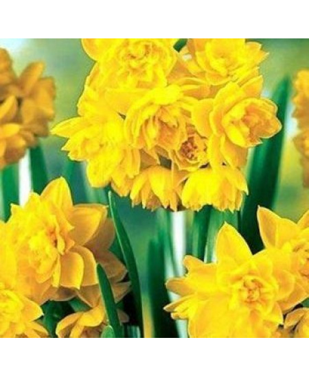 Нарцисс махровый "Голден Рейн" (Golden Rain) 3шт в упаковке (размер 12\14) Нарцисс махровый "Голден Рейн" (Golden Rain) 3шт в упаковке (размер 12\14)