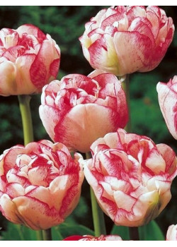 Тюльпан махровый поздний "Черри Ванила" (Cherry Vanilla) 3шт в упаковке (размер 12/+)