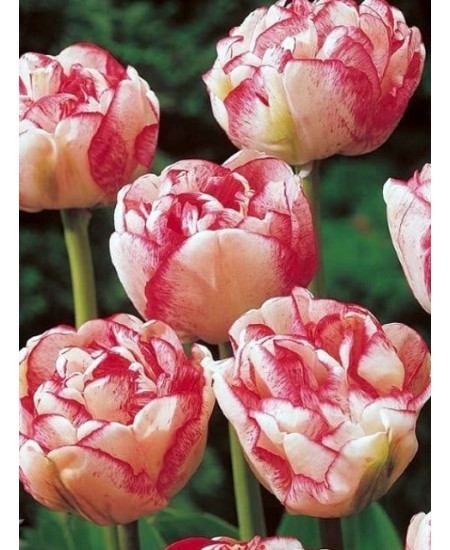 Тюльпан махровый поздний "Черри Ванила" (Cherry Vanilla) 3шт в упаковке (размер 12/+) Тюльпан махровый поздний "Черри Ванила" (Cherry Vanilla) 3шт в упаковке (размер 12/+)