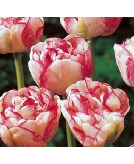 Тюльпан махровый поздний "Черри Ванила" (Cherry Vanilla) 3шт в упаковке (размер 12/+) Тюльпан махровый поздний "Черри Ванила" (Cherry Vanilla) 3шт в упаковке (размер 12/+)