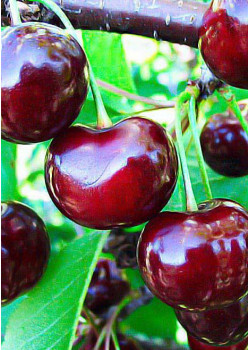 Вишня Подбельского