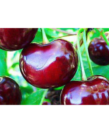 Вишня Подбельского Вишня Подбельского