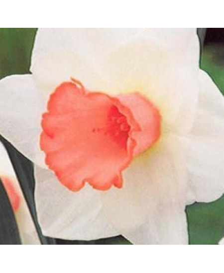 Нарцисс "Salome" 3шт в упаковке Нарцисс "Salome" 3шт в упаковке