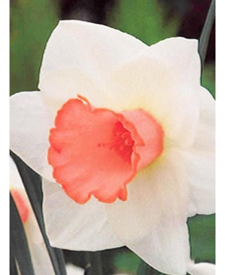 Нарцисс "Salome" 3шт в упаковке Нарцисс "Salome" 3шт в упаковке