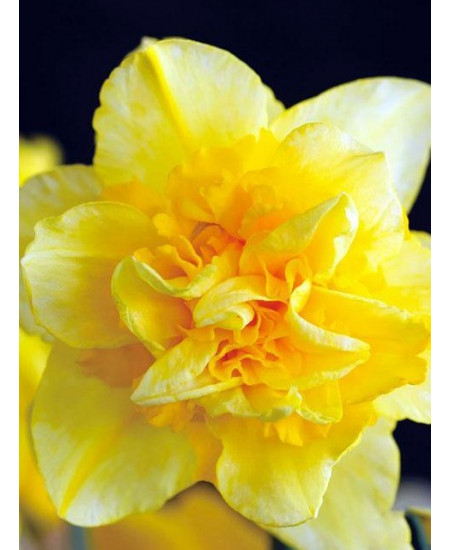 Нарцисс "Dick Wilden" 3шт в упаковке Нарцисс "Dick Wilden" 3шт в упаковке