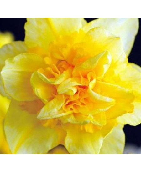 Нарцисс "Dick Wilden" 3шт в упаковке Нарцисс "Dick Wilden" 3шт в упаковке