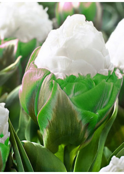 Тюльпан  "Айс Крим" Зеленый  (Ice Cream) 3шт в упаковке 