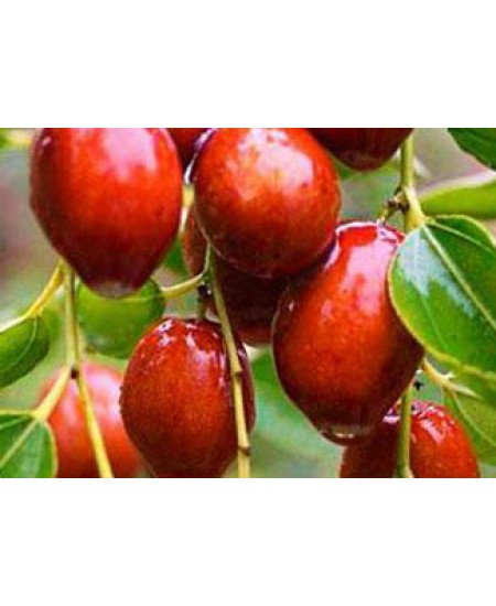 Зизифус Конфетный Зизифус Конфетный