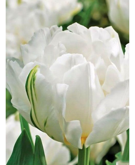 Тюльпан "Cardinal Mindszenty" 3шт в упаковке Тюльпан "Cardinal Mindszenty" 3шт в упаковке