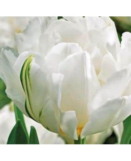 Тюльпан "Cardinal Mindszenty" 3шт в упаковке Тюльпан "Cardinal Mindszenty" 3шт в упаковке