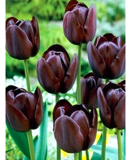 Тюльпан простой поздний "Куин Оф Найт" (Queen of Night) 3шт в упаковке (размер 11/12) Тюльпан простой поздний "Куин Оф Найт" (Queen of Night) 3шт в упаковке (размер 11/12)