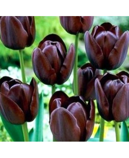 Тюльпан простой поздний "Куин Оф Найт" (Queen of Night) 3шт в упаковке (размер 11/12) Тюльпан простой поздний "Куин Оф Найт" (Queen of Night) 3шт в упаковке (размер 11/12)