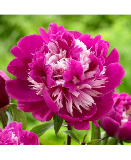 Пион травянистый Дейдрим Пион травянистый Дейдрим