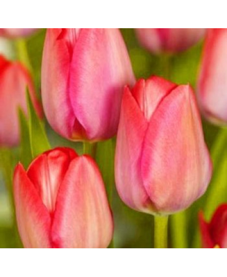 Тюльпан дарвинов гибрид "Ван Эйк" (Van Eijk) 3шт в упаковке (размер 11/12) Тюльпан дарвинов гибрид "Ван Эйк" (Van Eijk) 3шт в упаковке (размер 11/12)