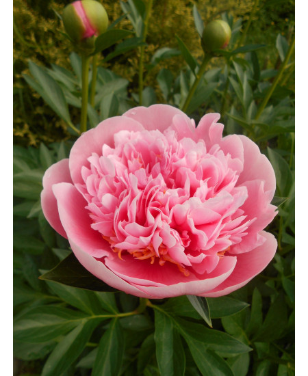 ПИОН ЭТЧЕД САЛМОН ПИОН ЭТЧЕД САЛМОН