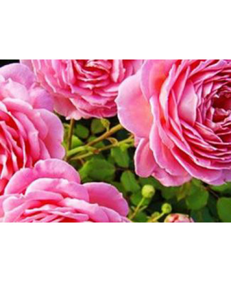 Роза английская Настоящая любовь Роза английская Настоящая любовь