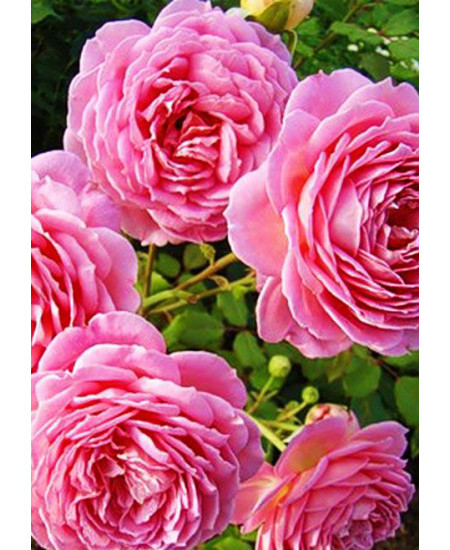 Роза английская Настоящая любовь Роза английская Настоящая любовь