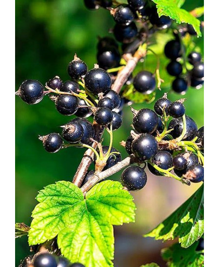 Смородина Гулливер Смородина Гулливер