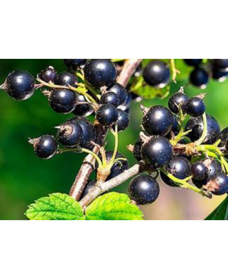 Смородина Гулливер Смородина Гулливер