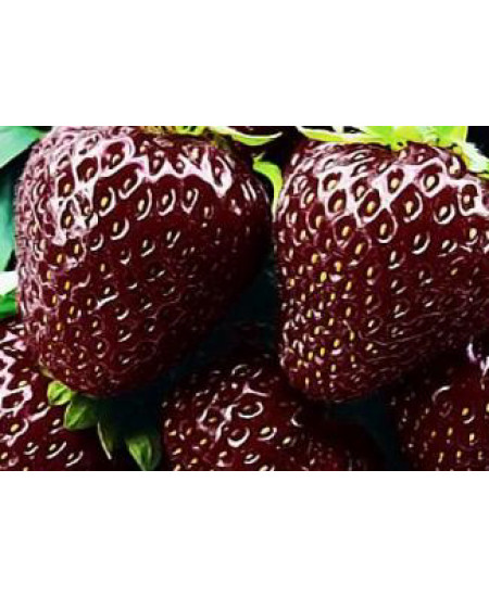 Клубника Черный принц (Комплект 5шт) Клубника Черный принц (Комплект 5шт)