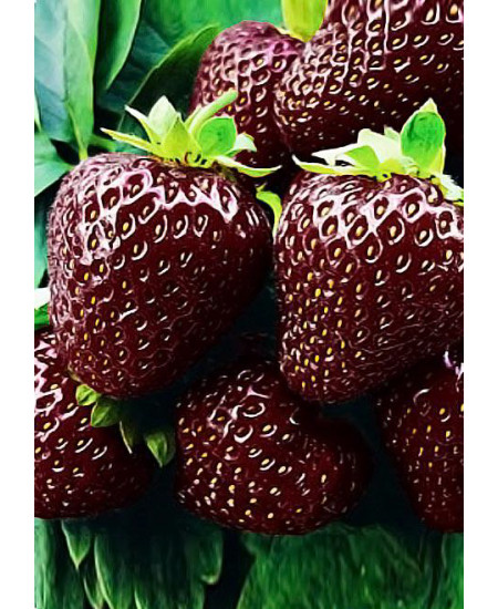 Клубника Черный принц (Комплект 5шт) Клубника Черный принц (Комплект 5шт)